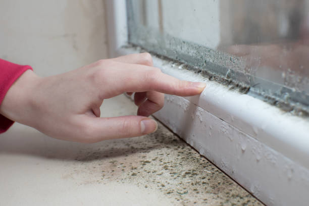 Best Basement Mold Removal  in Ocklawaha, FL