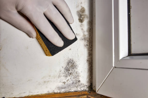Best Post-Construction Mold Inspection  in Ocklawaha, FL
